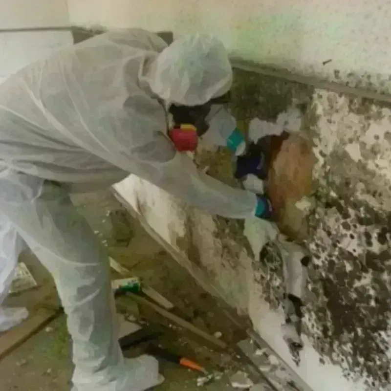 Mold Remediation and Removal in Newark, AR